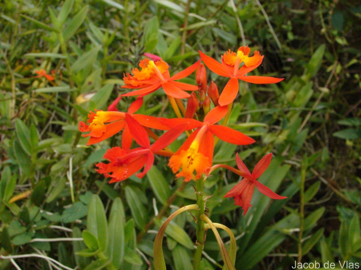Epidendrum radicans Pav. ex Lindl.